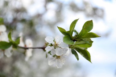 Güneşli bir günde açık havada çiçek açan kiraz ağacının yakın görüntüsü