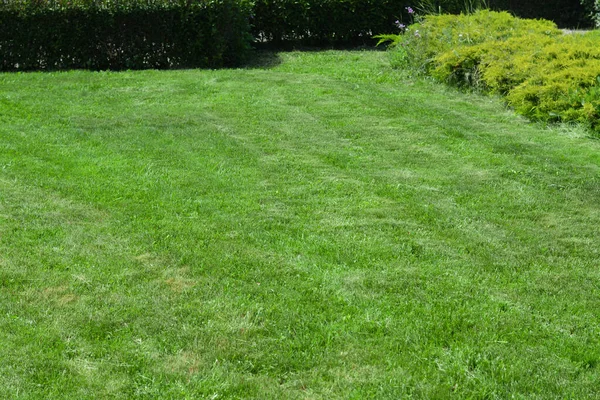 Beautiful Yard Green Lawn Shrubbery — ストック写真