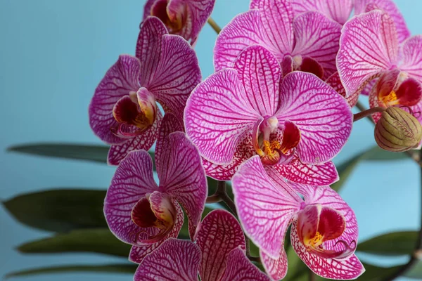 Beautiful Pink Orchid Flower Light Blue Background Closeup — Foto Stock