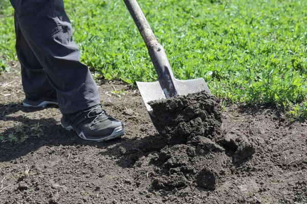 Gardener Digging Soil Shovel Garden Closeup — Stok fotoğraf
