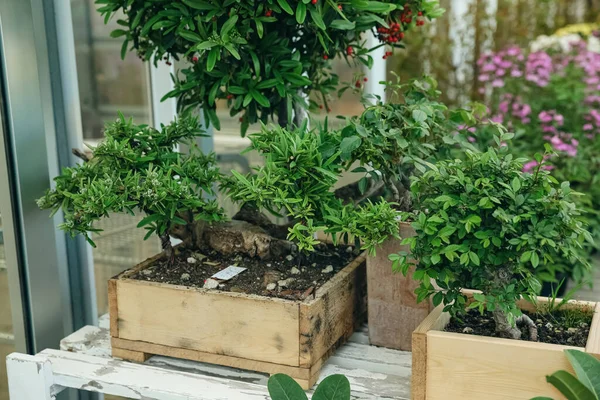 Cajas Madera Con Pequeños Árboles Mesa Centro Del Jardín — Foto de Stock