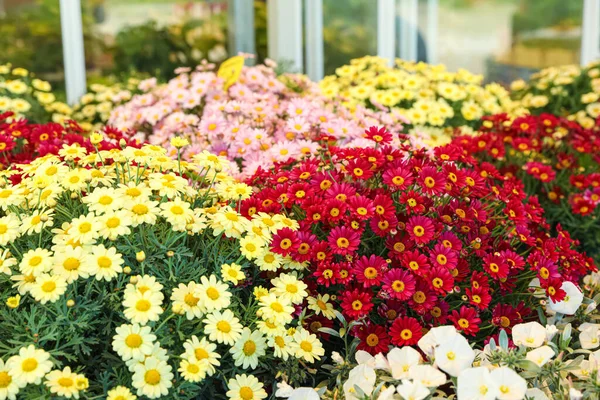 Πολλά Πολύχρωμα Μαργαρίτα Λουλούδια Θολή Φόντο — Φωτογραφία Αρχείου