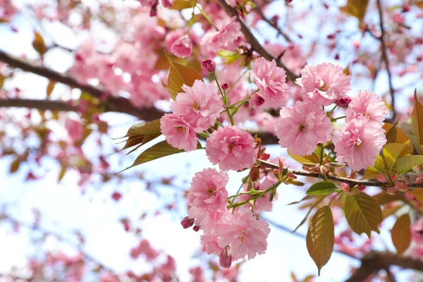 Bahar günü açık havada çiçek açan güzel sakura ağacının yakın görüntüsü.