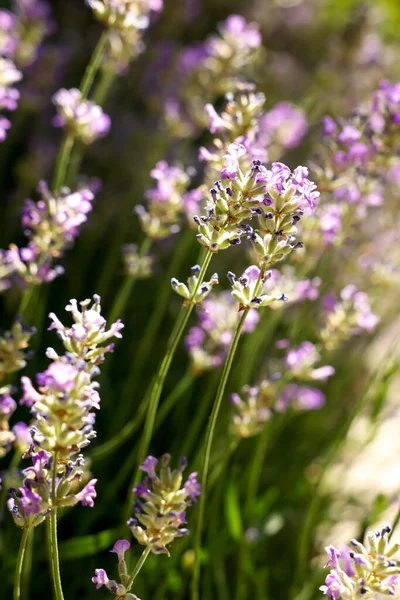 Beautiful Blooming Lavender Field Sunny Day Closeup — Foto de Stock