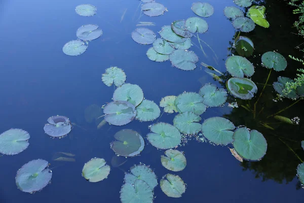 池塘里有许多美丽的绿色荷叶 — 图库照片