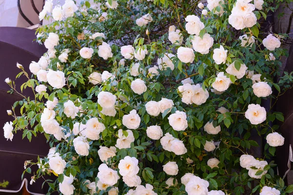 Mooie Bloeiende Rozenstruik Met Witte Bloemen Buiten — Stockfoto