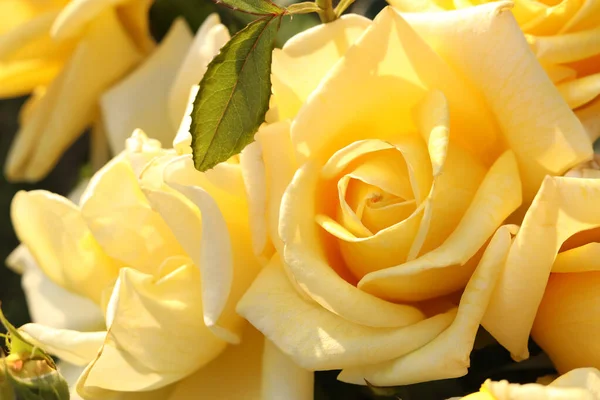 Closeup View Beautiful Yellow Roses Outdoors — Stockfoto