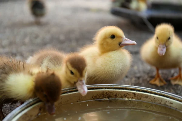 Mignons Canetons Moelleux Près Bol Eau Dans Cour Ferme — Photo