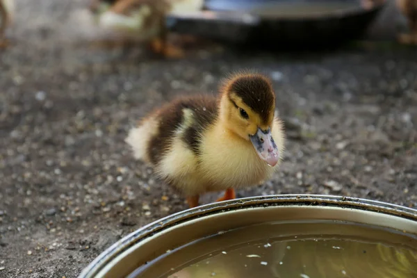 Cute Fluffy Duckling Bowl Water Farmyard — Fotografia de Stock