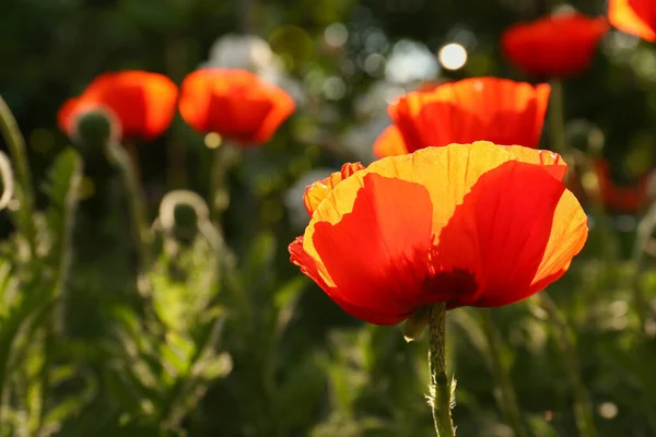 Piękny Czerwony Mak Kwiat Zewnątrz Słoneczny Dzień Zbliżenie Miejsce Tekst — Zdjęcie stockowe