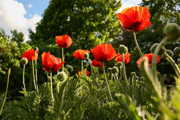 Piękne Czerwone Kwiaty Maku Zewnątrz Słoneczny Dzień Niski Kąt Widzenia — Zdjęcie stockowe