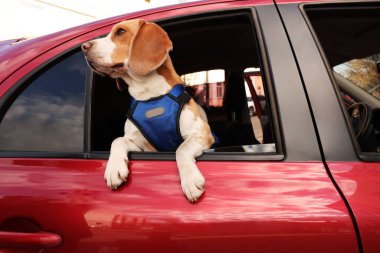 Tatlı Beagle köpeği arabanın camından dışarı bakıyor.