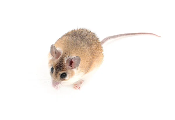 Petite Souris Épineuse Mignonne Sur Fond Blanc — Photo