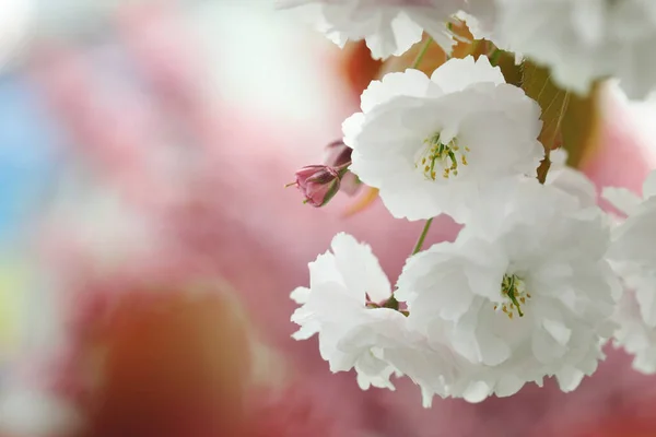 Hermosas Flores Blancas Árbol Sakura Flor Primer Plano Espacio Para —  Fotos de Stock
