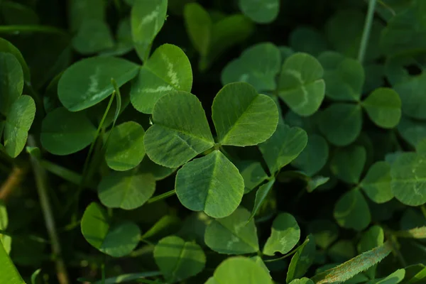 Detailní Pohled Krásné Zelené Jetelové Listy — Stock fotografie