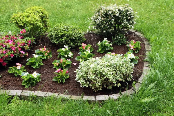 Beautiful Flowerbed Different Plants Outdoors Gardening Landscaping 图库图片