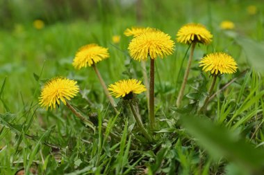 Dışarıda yetişen güzel sarı karahindiba çiçekleri, yakın plan.