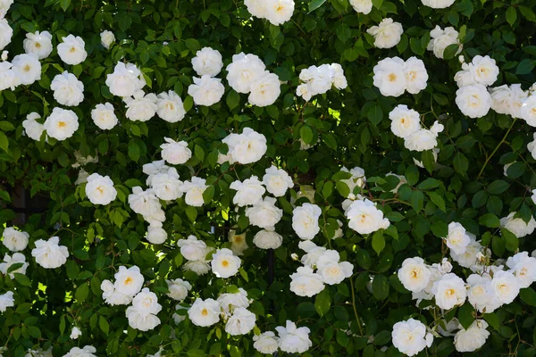 Beautiful Blooming Rose Bush White Flowers Outdoors — Fotografia de Stock