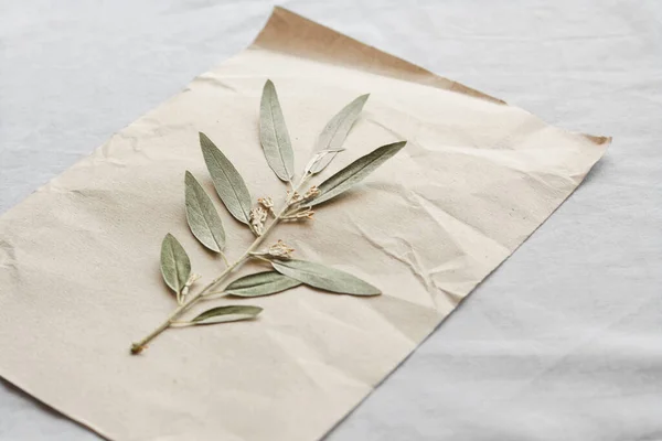 Sheet Paper Dried Green Leaves White Fabric Closeup — 图库照片