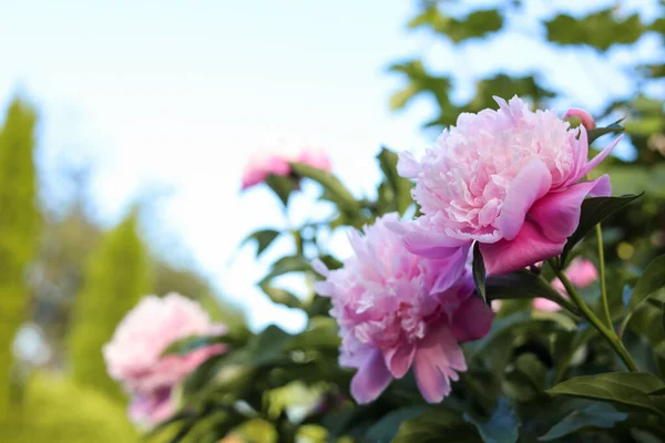 Blooming Peony Plant Beautiful Pink Flowers Outdoors Closeup Space Text — Zdjęcie stockowe