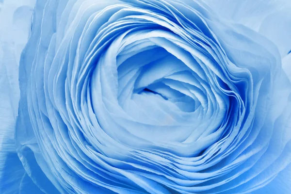 Beautiful Light Blue Ranunculus Flower Background Closeup — Stock Photo, Image