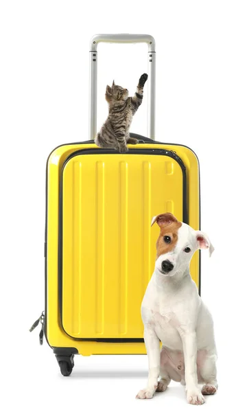 Милий Кіт Собака Яскраво Жовтою Валізою Упакованою Подорожі Білому Тлі — стокове фото