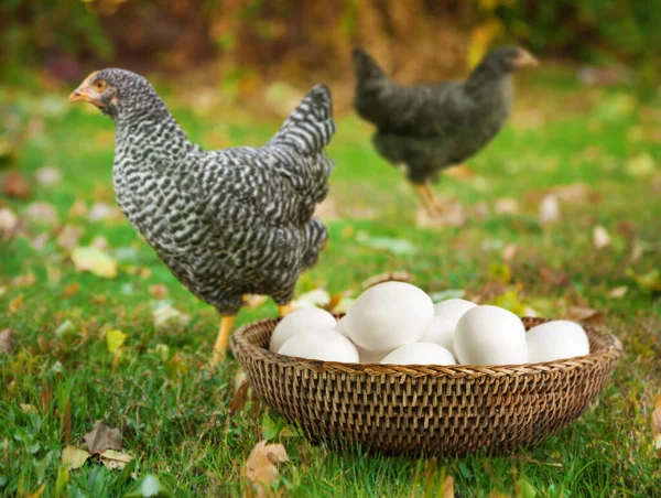 Fresh Eggs Wicker Bowl Chickens Farm — 图库照片