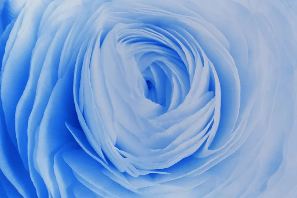 Gyönyörű Világos Kék Ranunculus Virág Mint Háttér Közelkép — Stock Fotó