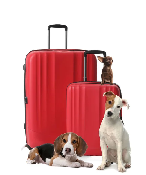 Cute Dogs Bright Suitcases Packed Journey White Background Travelling Pet — Fotografia de Stock
