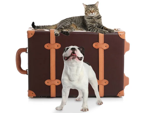 Милий Собака Кіт Старомодною Валізою Упакованою Подорожі Білому Тлі Подорож — стокове фото