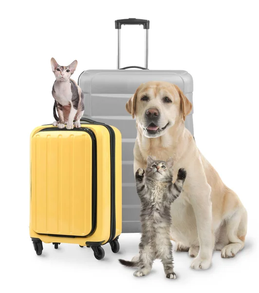 Cute Cats Dog Suitcases Packed Journey White Background Travelling Pet —  Fotos de Stock