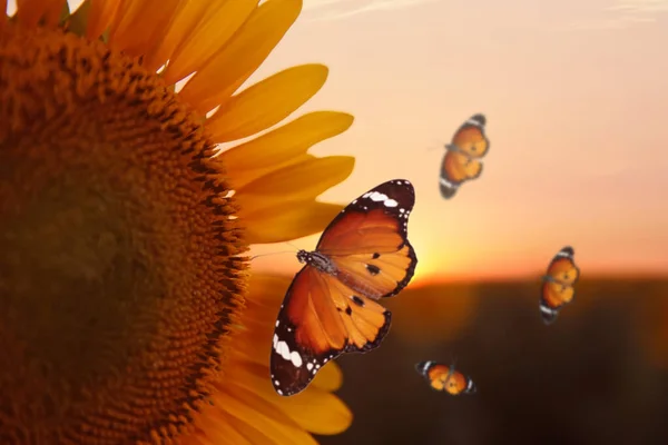 Beautiful Butterflies Flying Sunflower Field Sunset Closeup — Stock Fotó