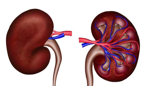 Illustration Kidneys White Background Human Anatomy — Photo