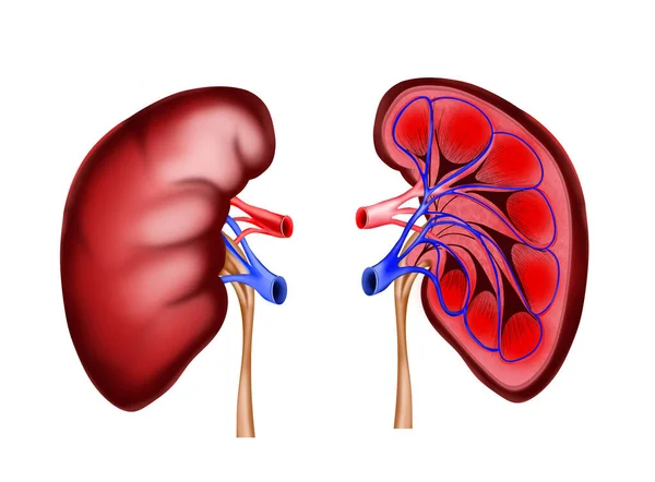Illustration Kidneys White Background Human Anatomy — Stockfoto