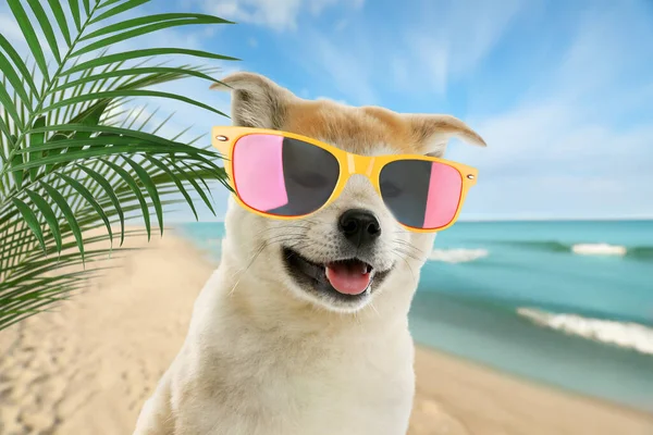 Cute dog wearing sunglasses on sandy beach near sea. Summer vacation with pet