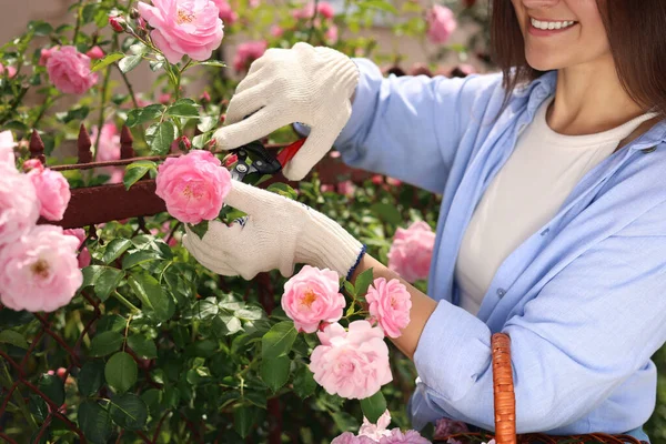 Happy Young Woman Pruning Rose Bush Blooming Garden Closeup — Stok Foto