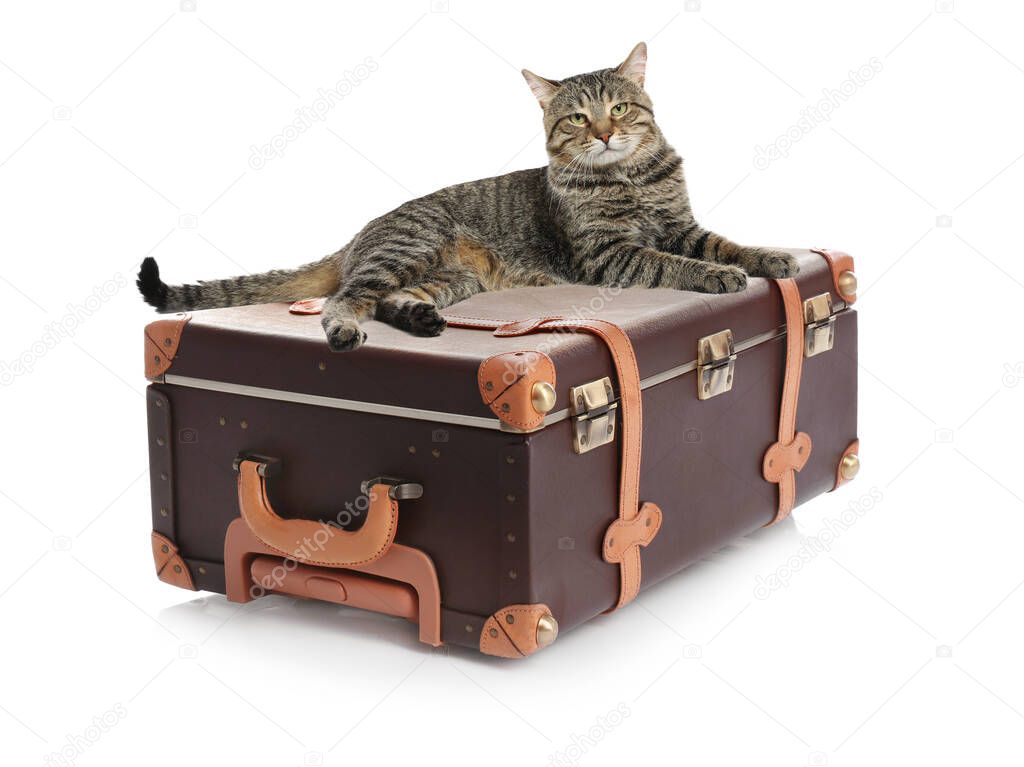 Cute cat and old fashioned suitcase packed for journey on white background. Travelling with pet