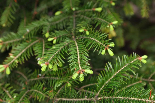 Groene Takken Van Prachtige Naaldboom Buiten Close — Stockfoto