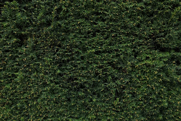 Vista Close Belo Arbusto Zimbro Com Ramos Verdes — Fotografia de Stock