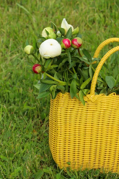 Many Beautiful Peony Buds Yellow Wicker Bag Green Grass Outdoors — Stockfoto