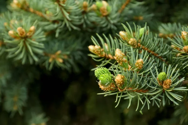 Beautiful Branches Coniferous Tree Closeup Space Text — Foto Stock