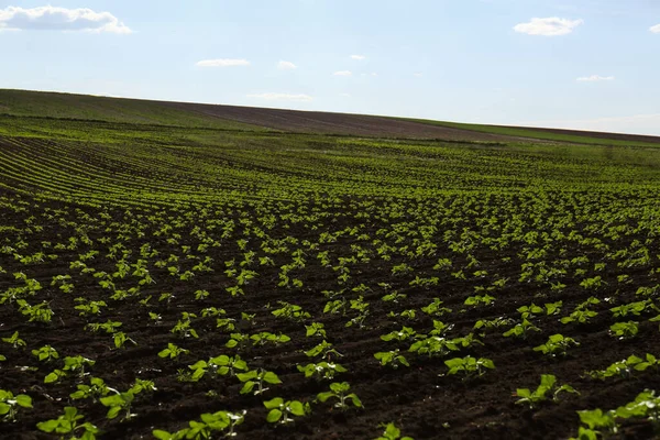 Champ Agricole Avec Des Semis Tournesol Jour Ensoleillé — Photo