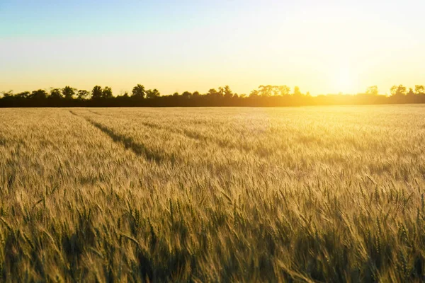 Prachtig Landbouwveld Met Rijpende Tarweoogst Zonnige Dag — Stockfoto