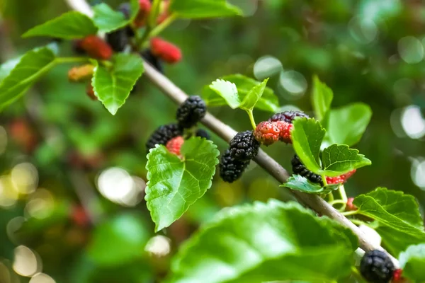 Closeup View Mulberry Tree Ripening Berries Outdoors Sunny Day — 스톡 사진