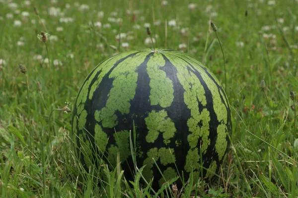 Целый Спелый Арбуз Свежей Зеленой Траве Открытом Воздухе — стоковое фото