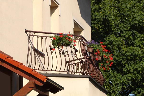 Balcony Decorated Beautiful Blooming Potted Plants Sunny Day — 스톡 사진