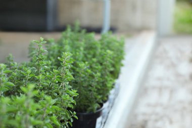 Beautiful potted oregano plants on blurred background, closeup. Space for text
