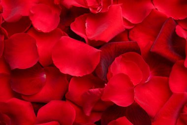 Arka plan olarak birçok kırmızı gül taç yapraklarının yakın plan, üst görünüm