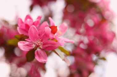 Bahar günü açık havada çiçek açan güzel elma ağacının yakın görüntüsü. Metin için boşluk