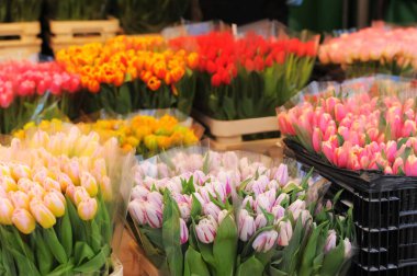 Çiçekçide çok farklı renkte lale çiçekleri var.